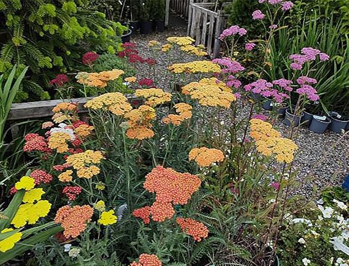 Red Yarrow - A Favorite Perennial Wildflower - 17,500 Seeds