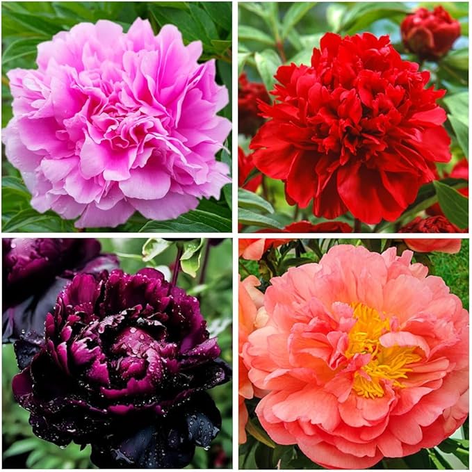 300+ Perennial Peony Flower Seeds for Planting Outdoor-Attracts Bees&Butterflies Fragrant Butterfly Non-GMO Heirloom Seeds