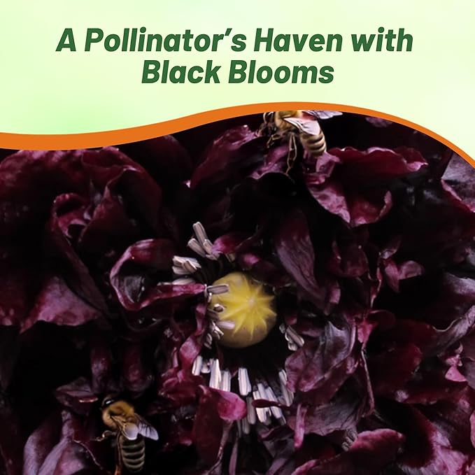 Outsidepride Peony Black Poppy Seeds for Planting - 5000 Pcs Annual, Drought-Tolerant & Easy to Grow Wildflower Seeds with Vibrant Dark Burgandy Blooms for Landscaping, & Pollinator Garden