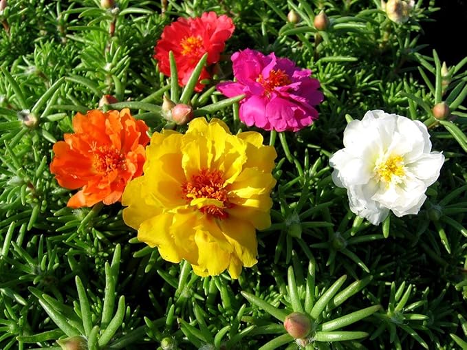 Purslane Large Flower Seed Mix Portulaca Grandiflora Rose Moss Succulent Seeds for Planting 1000+ Seeds