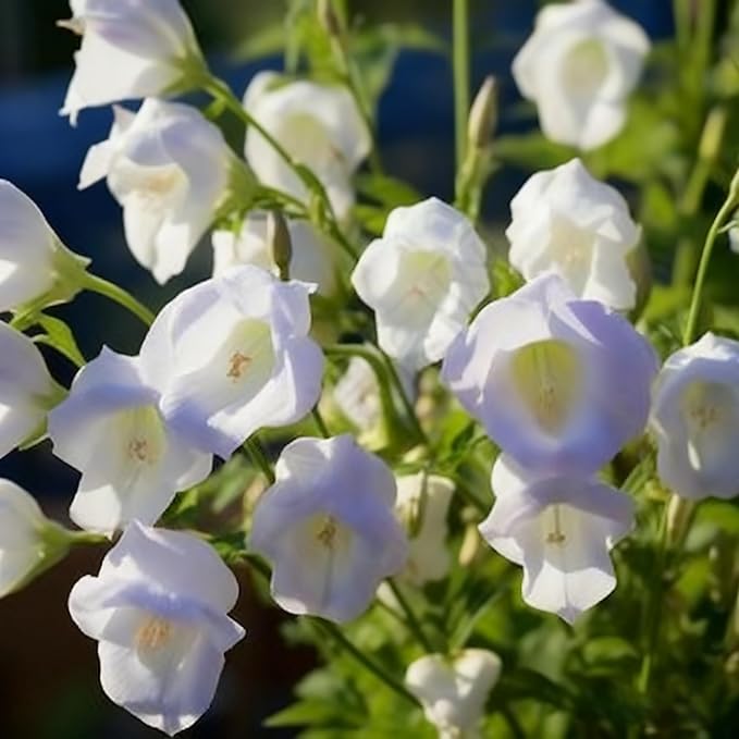 300+ Campanula Canterbury Bells Flower Seeds for Planting, Mixed Color Campanula Flower Seed, Biennial Non-GMO Beautiful Flower Seed for Small Garden Border, Home Outdoor