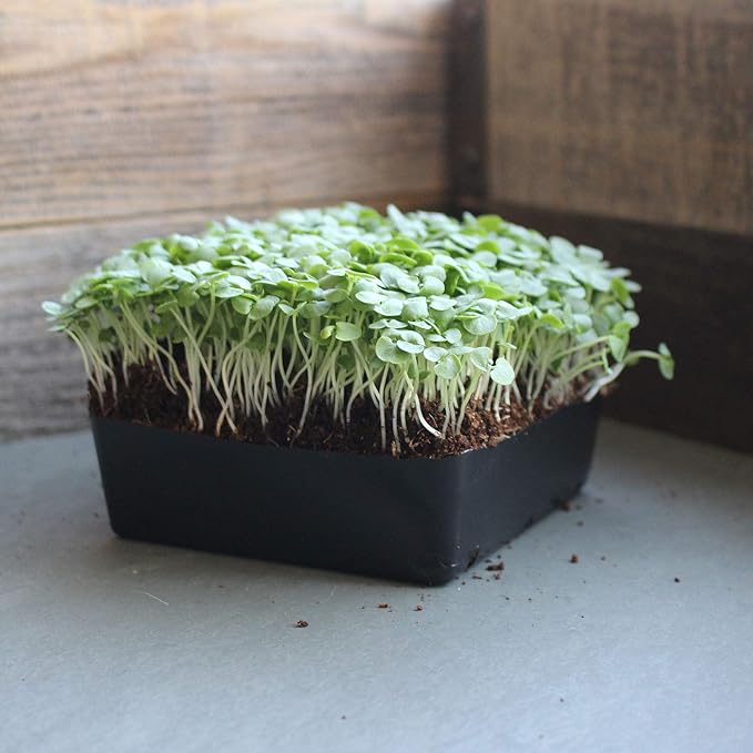 Thai Basil Seeds - Bulk Herb Seeds for Growing Microgreens, Indoor Gardening: Micro Greens Salad (4 Oz)