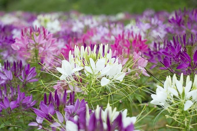Seeds Spider Flower Cleome Mix Annual Beautiful Outdoor Garden Cut for Planting Non GMO