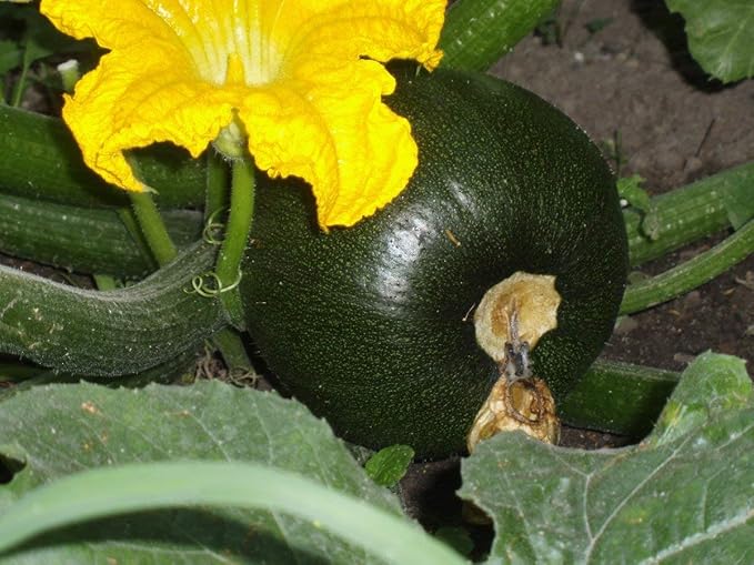 Seeds Zucchini Dark Black Squash Boatswain Heirloom Vegetable for Planting Non GMO