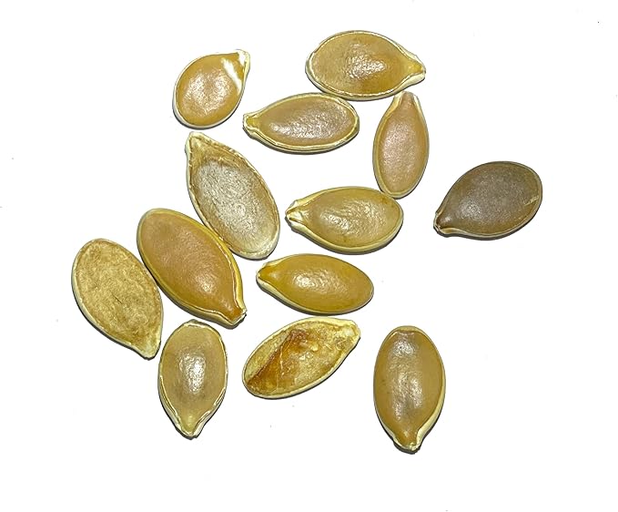 Seed Needs Pumpkin Seeds for Planting Atlantic Giant Pumpkins - Non-GMO Heirloom & Untreated Cucurbita Vegetable Seed to Plant an Outdoor Autumn Home Grown Veggie Garden (1 Pack)