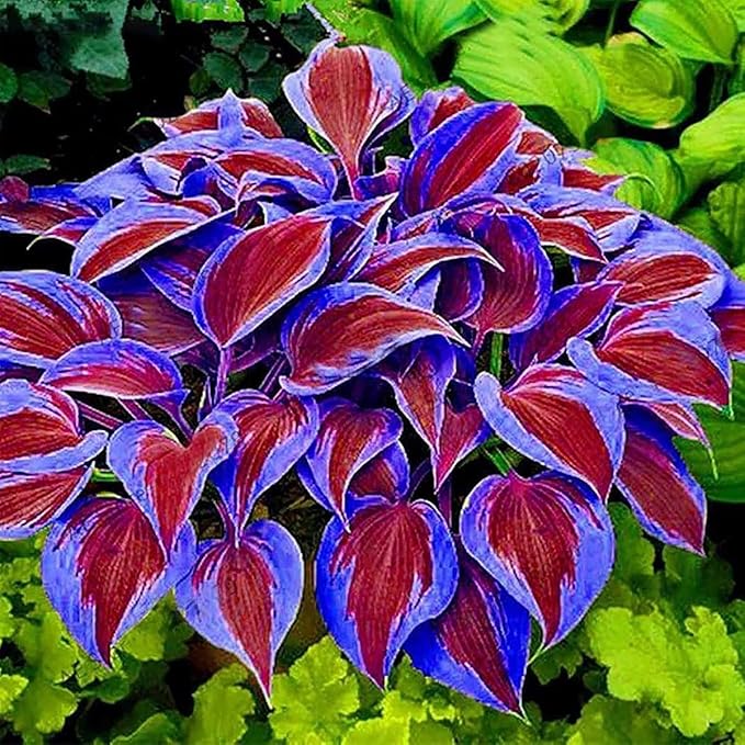 300PCS Hosta Seeds for Planting – Shade-Loving Perennial Foliage Plant – Ideal for Shady Gardens, Borders & Ground Cover Landscaping