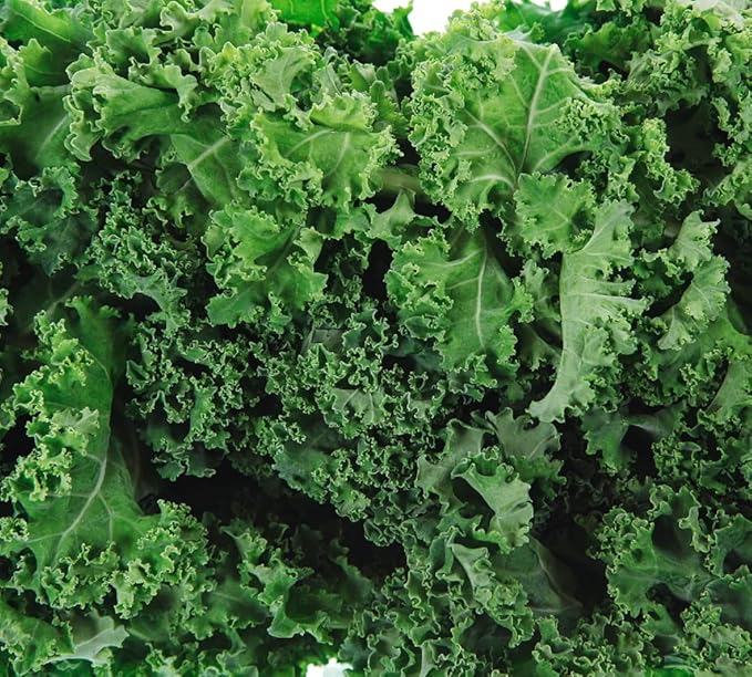 Dwarf Siberian Kale Seeds for Planting – Plant & Grow Heirloom Non-GMO Dwarf Siberian Kale in Home Outdoor Vegetable Garden, Brassica Napus – 2 Packets
