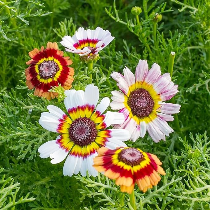 1200+ Perennial Painted Daisy Seeds - Perennial Chrysanthemum Flowers, Rainbow Mix for Outdoor Planting, Fragrant Flowers Attract Butterflies, Home Garden Essential