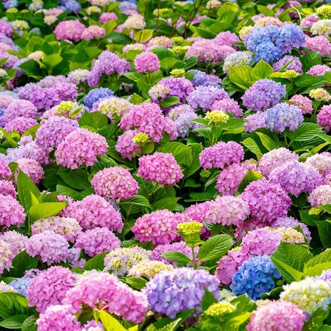 150+ Mixed Hydrangea Seeds for Planting - Perennial Shrub Flower Seeds, Essential for Garden Decor, Wedding Setups & Outdoor Landscapes