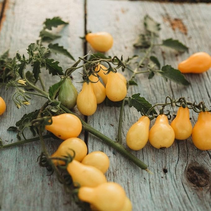 Beam's Yellow Pear Tomato - 50 Seeds - Unique Yellow Cherry Tomato Variety, Non-GMO Heirloom Cherry Tomato Seeds for Planting in The Home Garden, Thresh Seed Company
