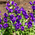 50pcs Purple Bellflower Campanulata Glomerata Superba Bellflower Heirloom Flower