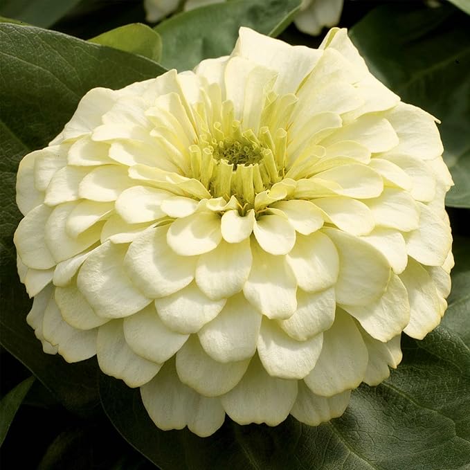 Zinnia Flower Garden Seeds - Magellan Series - Ivory - Packet of 10 Seeds - Annual Flower Gardening Seed - Zinnia elegans