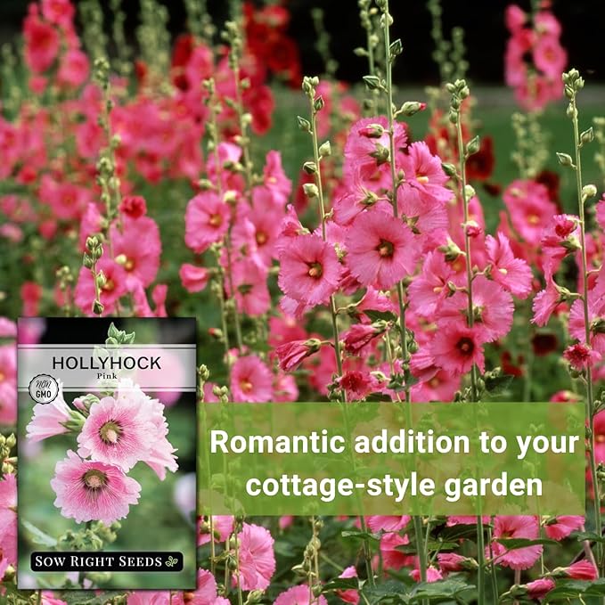 Sow Right Seeds - Pink Hollyhock Seeds for Planting - Non-GMO Heirloom Packet with Instructions to Plant an Outdoor Cottage Garden - Tall Flowers, Cup Shaped Blooms for Bouquets & Arrangements (4)