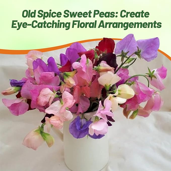 Outsidepride Old Spice Mix Sweet Pea Seeds - 400 Pcs Annual, Easy to Grow, Vine Seeds for Planting Fragrant, Long-Lasting Flowers with Free-Flowering Habit & Tall Size for Vertical Gardens