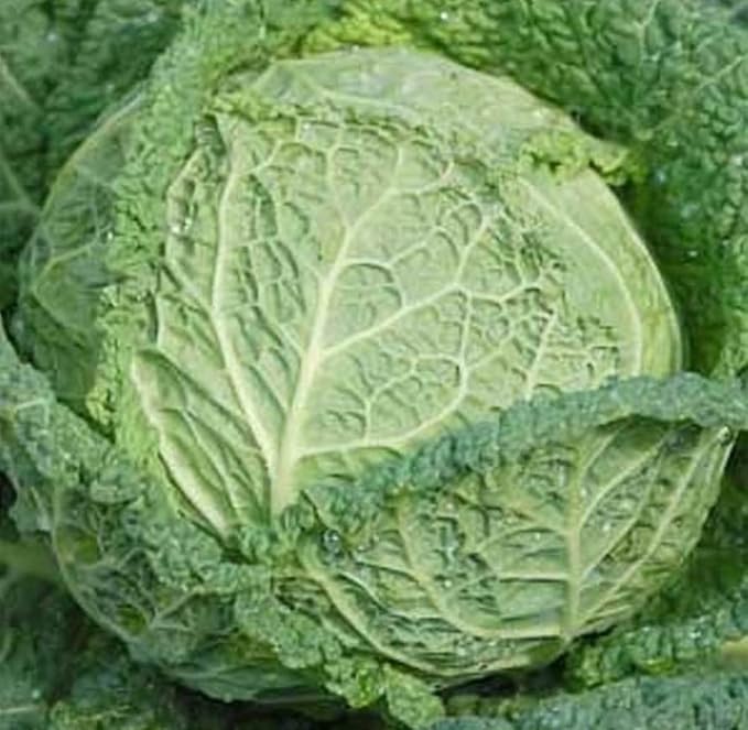 Cabbage Savoy Perfection Great Heirloom Vegetable by Seed Kingdom (1 OZ Seeds)