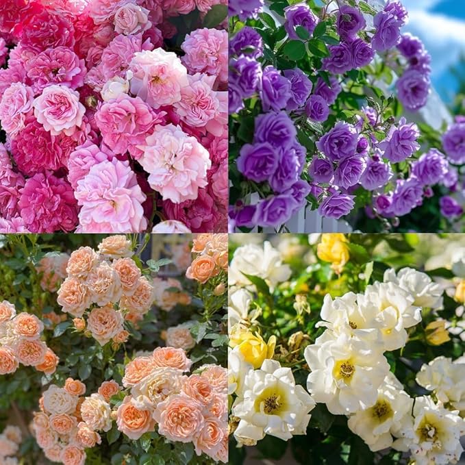 150+ Mix Climbing Rose Seeds for Planting Outdoors-Perennial Rose Flower Seeds Ornamental Beautiful Roses