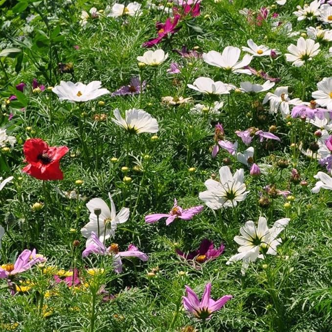 Organic Cosmos Seeds Sensation Mix 1 Oz ~4,778 Seeds – Vibrant Pink, White & Crimson Blooms – Easy-to-Grow, High Germination – Pollinator-Friendly & Drought-Tolerant – Great for Gardens, Borders