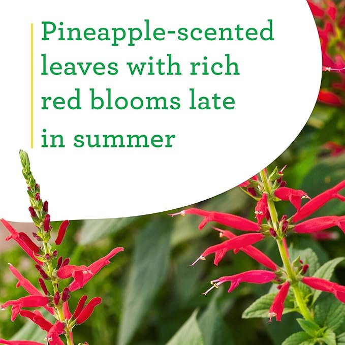 Bonnie Plants Pineapple Sage - 4 Pack Live Plants, Perennial In Zones 8 - 10, 3 - 4 Ft Tall Plants, Garnish, Teas & Flower Arrangements