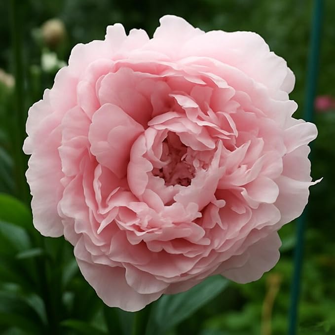 110+ Mix Color Peony Seeds, Non-GMO Heirloom Peony Seeds for Planting, Perennial Flowers with Ruffled Blooms, Attracts Butterflies Pollinators