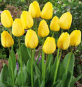 Tulipa Fringed Mixture Tulip Bulbs Size 11/12 for Planting - Plant in Fall, Winter or Early Spring (Golden Emperor, 15, Count)