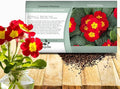 Outsidepride Scarlet Common Primrose Seeds - 200 Pcs Perennial, Hardy, Easy to Grow & Low Maintenance Flower Seeds for Planting Vibrant Soft Blooms, for Containers, Borders & Erosion Control