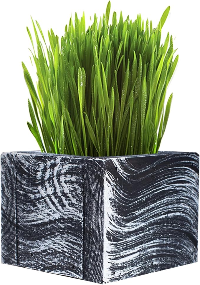 Cali Kiwi Pros Cat Grass for Indoor Cats - Christmas Organic Cat Grass Kit: 4.25" Square Planter with Organic Seeds, Soil Pucks, Hand Made in The USA (Green Gold)