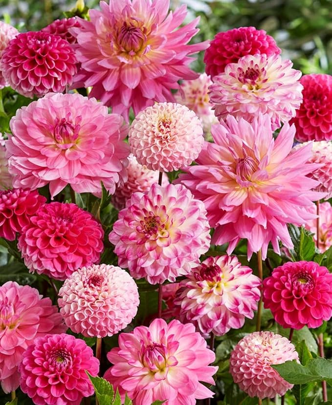 Rare Dahlia Seeds – 100+ Non-GMO Compound Petals Heirloom Seeds - High-Yield Mixed – Attracts Butterflies & Pollinators