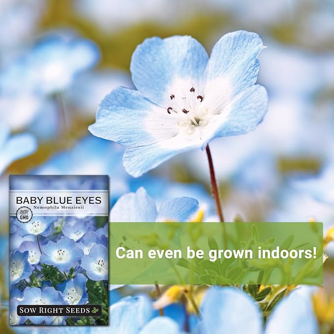 Sow Right Seeds - Baby Blue Eyes Flower Seeds for Planting - Annual Plant with Sweet Essence - Non-GMO Heirloom Packet with Instructions to Plant a Home Garden - Native California Wildflower (3)