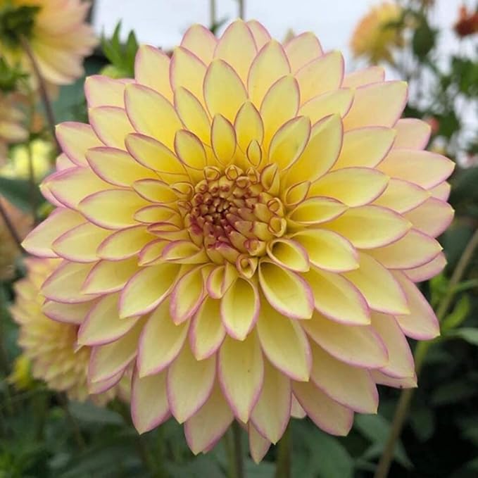 350pcs Mixed Dahlia Flower Seeds for Planting- Non-GMO Heirloom, Multi-Color Pompon Blooms Attract Pollinators, Rapid Outdoor Landscaping