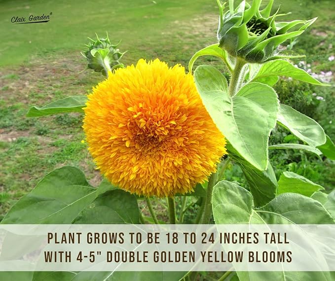 Sunflower Seeds - Teddy Bear - 100 Seeds - Heirloom, Non-GMO, USA Grown, Excellent for Pollinators, Annual, Deer Resistant - Low-Maintenance Sunflower Seeds for Any Home Garden