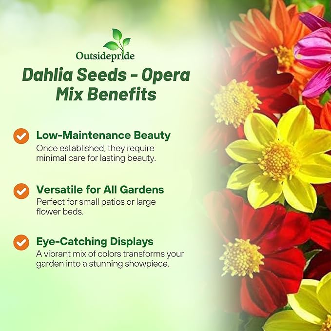Outsidepride Opera Mix Dahlia Seeds for Planting - 200 Pcs Annual, Easy to Grow, Season-Long Flower Seeds with Colorful Blooms for Containers, Pots, Borders, & Gardens, Suitable as Cut Flower