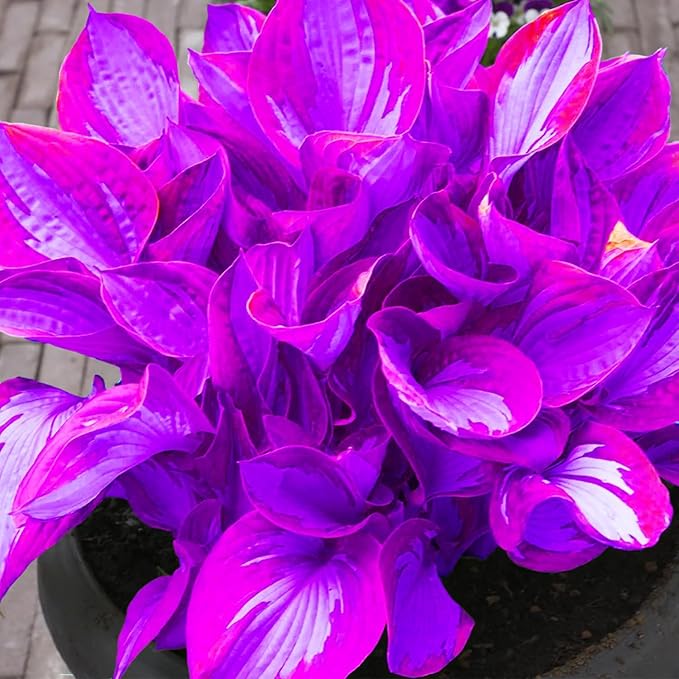 Hosta Seeds for Shady Gardens 80PCS – Lush Green Leaves, Easy Care Perennial for Borders, Pots & Gifts