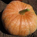 Amish Pie Squash Seeds - 4 Grams ~25 Seeds - Heirloom, Open Pollinated, Non-GMO, Farm & Vegetable Gardening Seeds - Winter Squash/Pumpkin