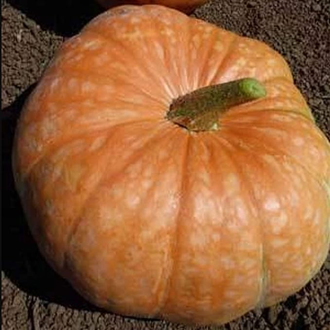 Amish Pie Squash Seeds - 4 Grams ~25 Seeds - Heirloom, Open Pollinated, Non-GMO, Farm & Vegetable Gardening Seeds - Winter Squash/Pumpkin