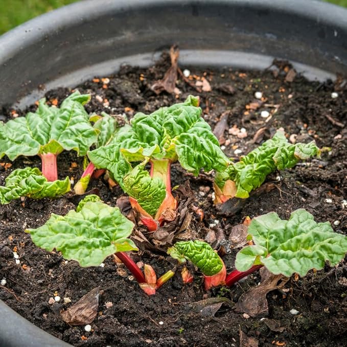 Rhubarb Plants Roots for Planting, 3-6 Inch Tall Rhubarb Plant Live Roots, Perennial and Hardy Vegetable Plants for Outdoors Garden