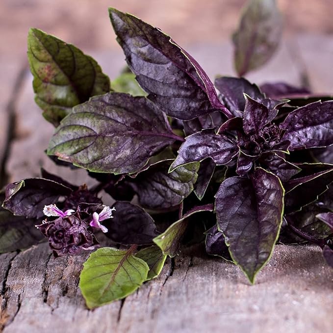 KIRA SEEDS - Seeds Opal Purple Basil - Heirloom Herbs - GMO Free
