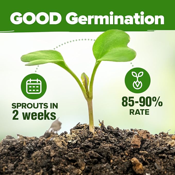 HOME GROWN 6 Herb Seeds for Planting 2,650+ Non-GMO Heirloom Seeds | Extra Large Variety Pack Herb Kit – Indoor Outdoor & Hydroponic | Culinary Seed Set | Grow Your Own Herbs | Gift for Beginners
