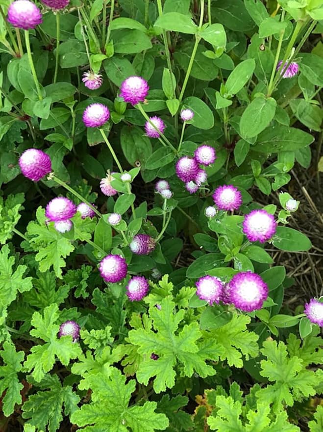 100pcs Globe Amaranth Gomphrena Globosa Seeds Mixed Colors Amaranthus Flower Bachelor Button Heirloom