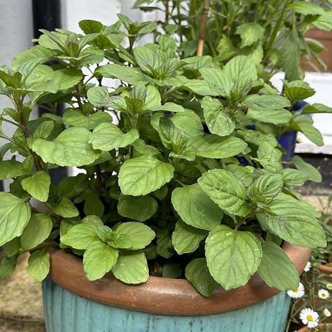 4 Live Chocolate Mint Plants, Herb Mint Plants Live, 4-8 Inch Tall Herbs Starter Plant for Home Garden, Container Grow, No Pot
