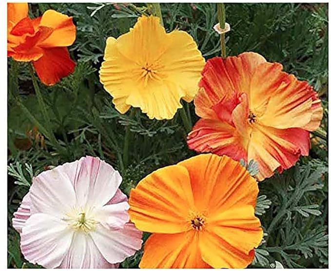 Ballerina Mix -Rare Form of California Poppy Seeds - Approximately 900 Seeds - Non GMO