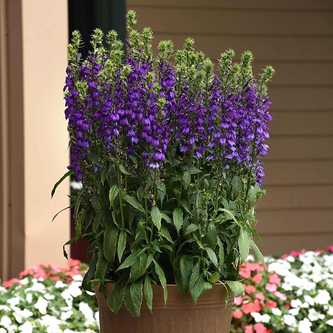 Eden Brothers Lobelia Seeds - Starship Blue