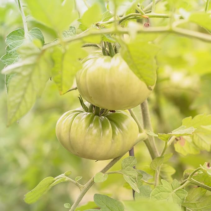 Aunt Ruby's Green German Tomato Garden Seeds - 4 Oz ~30,000 Seeds - Non-GMO, Heirloom, Annual Gardening Seed - Solanum lycopersicum