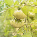 Aunt Ruby's Green German Tomato Garden Seeds - 1 Oz ~7500 Seeds - Non-GMO, Heirloom, Annual Gardening Seed - Solanum lycopersicum