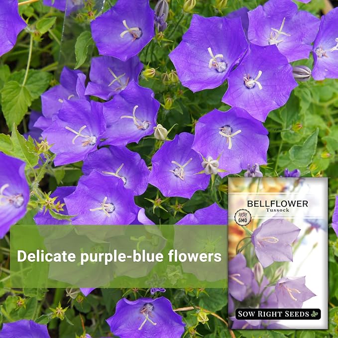 Sow Right Seeds - Tussock Bellflower Seeds for Planting - Blue Campanula Carpatica Perennial- Non-GMO Heirloom Packet With Instructions to Plant in Your Garden - Bell Shaped Blooms Outside Gardens (1)