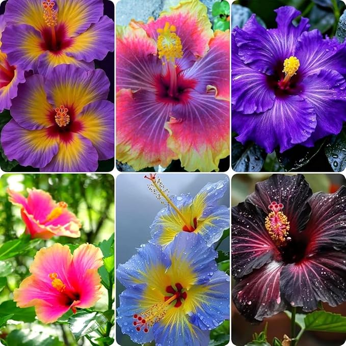 200 PCS Hibiscus Flower Seeds Mixed Vibrant Colors - Hardy Tropical Perennial Ornamental Plants, Easy Growing, Long Blooming, Ideal for Garden Planting, Landscaping, Borders & Outdoor Home Decor