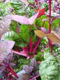 80 Pink Lipstick Swiss Chard Vegetable Seeds Perpetual Spinach Beta Vulgaris Seeds