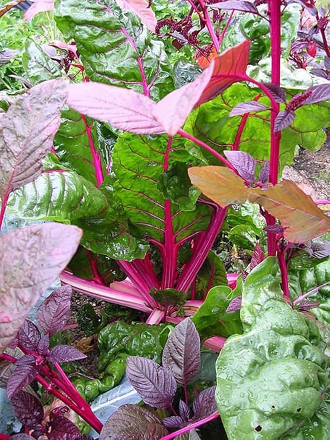 80 Pink Lipstick Swiss Chard Vegetable Seeds Perpetual Spinach Beta Vulgaris Seeds