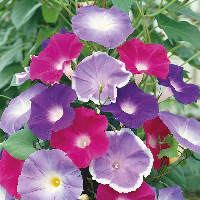 Eden Brothers Morning Glory Seeds - Early Call Mix, Non-GMO Seeds for Planting, 1 oz | Low-Maintenance Flower Seeds, Plant During Summer, Zones 1, 2, 3, 4, 5, 6, 7, 8, 9, 10