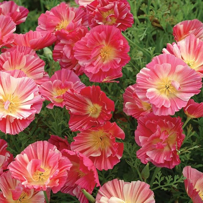 Outsidepride California Rose Chiffon Poppy Seeds for Planting - 200 Pcs Annual, Drought-Tolerant & Easy to Grow Wildflower Seeds with Vibrant Pink Blooms for Landscaping, & Pollinator Garden