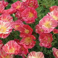 Outsidepride California Rose Chiffon Poppy Seeds for Planting - 100 Pcs Annual, Drought-Tolerant & Easy to Grow Wildflower Seeds with Vibrant Pink Blooms for Landscaping, & Pollinator Garden